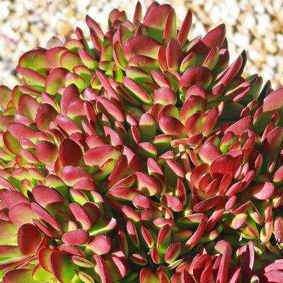 burgundy succulent plant Crassula platyphylla 'Burgundy' 1 Gal