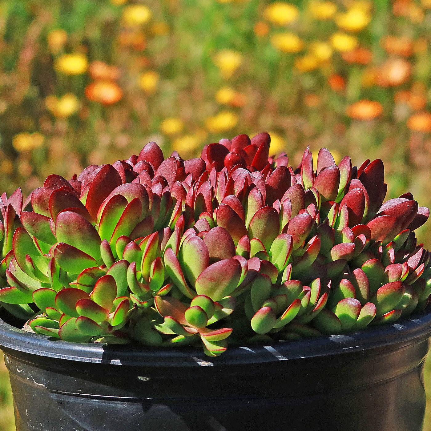 red akai jade plant Crassula platyphylla 'Burgundy' 1 Gal
