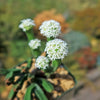 Pagoda Mini Jade ‘Crassula pyramidalis’