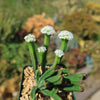 Pagoda Mini Jade ‘Crassula pyramidalis’