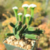 Pagoda Mini Jade ‘Crassula pyramidalis’