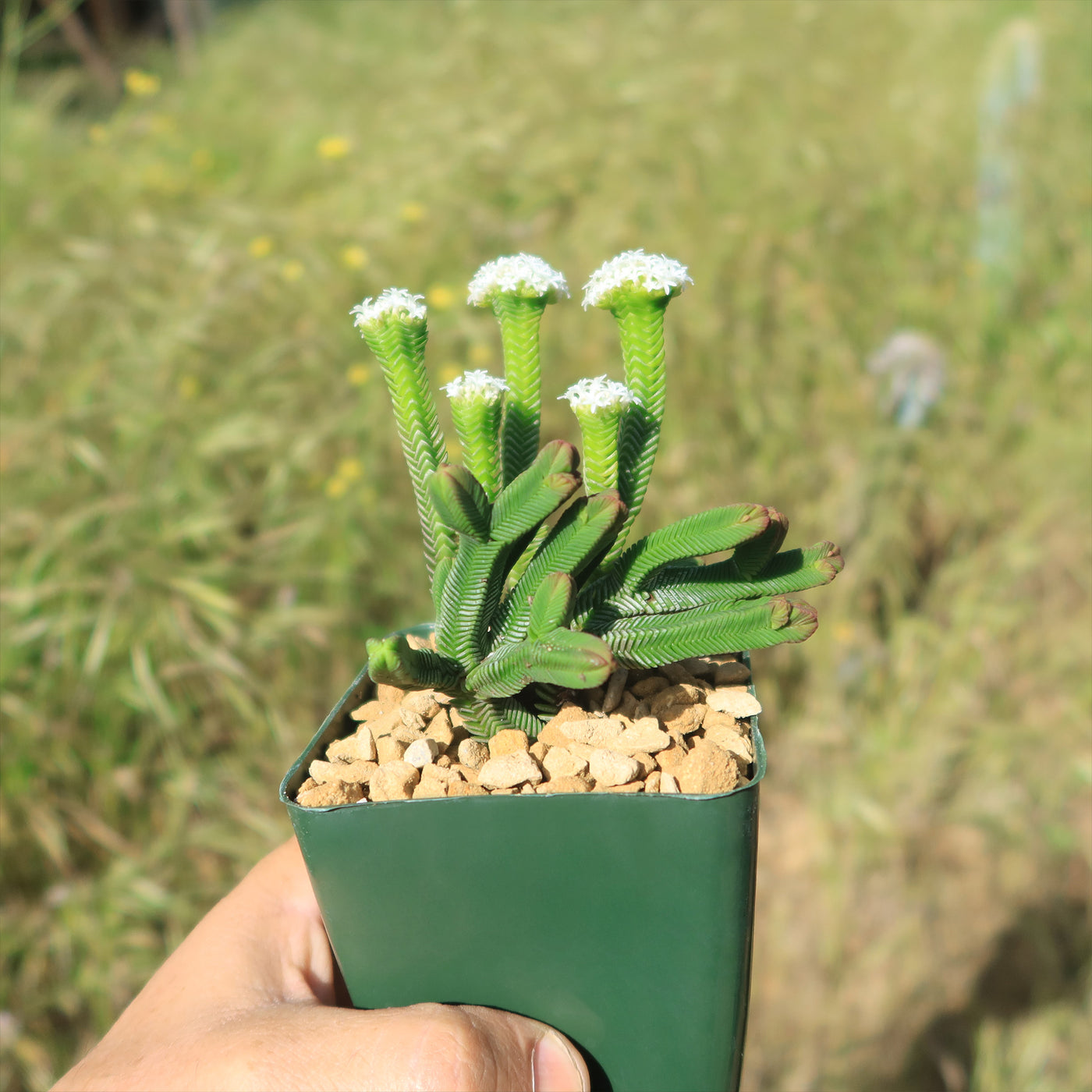succulent pagoda Shop 'Crassula pyramidalis