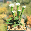 Pagoda Mini Jade ‘Crassula pyramidalis’