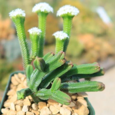 pyramid succulent Shop 'Crassula pyramidalis