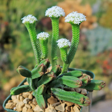crassula succulent plants Shop 'Crassula pyramidalis