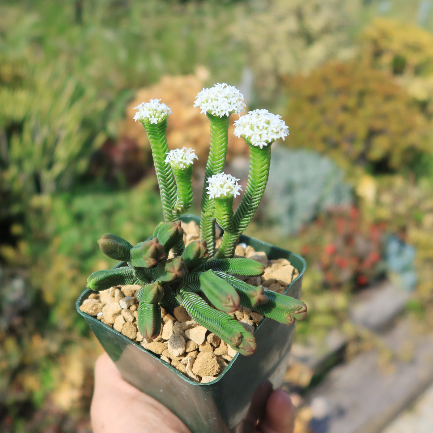 segmented succulent Shop 'Crassula pyramidalis