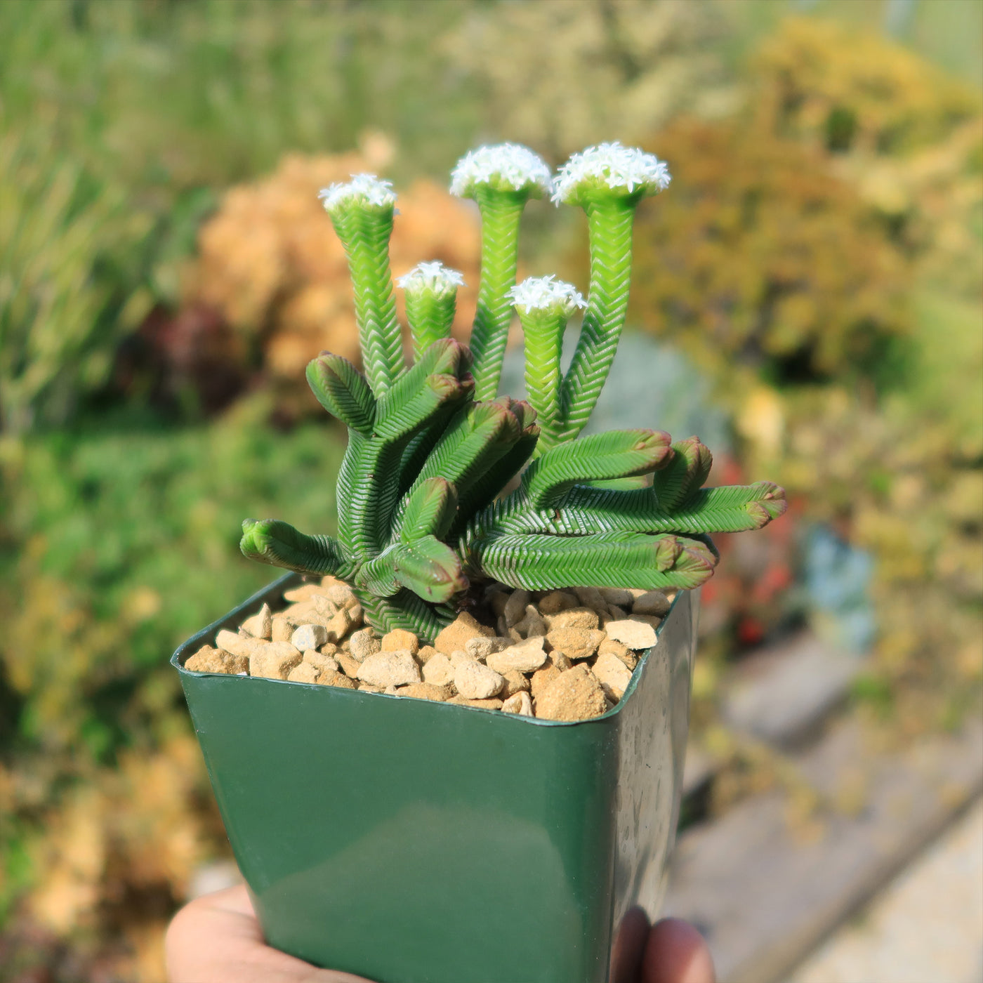 pyramidalis succulent Shop 'Crassula pyramidalis