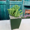 Crassula rupestris