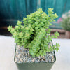 Crassula rupestris