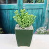 Crassula rupestris