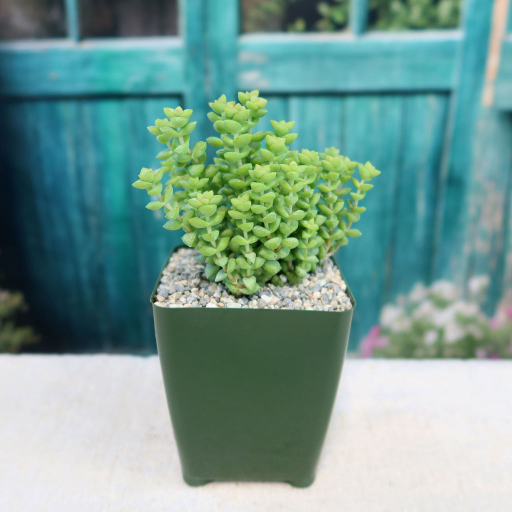 Crassula rupestris
