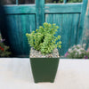 Crassula rupestris