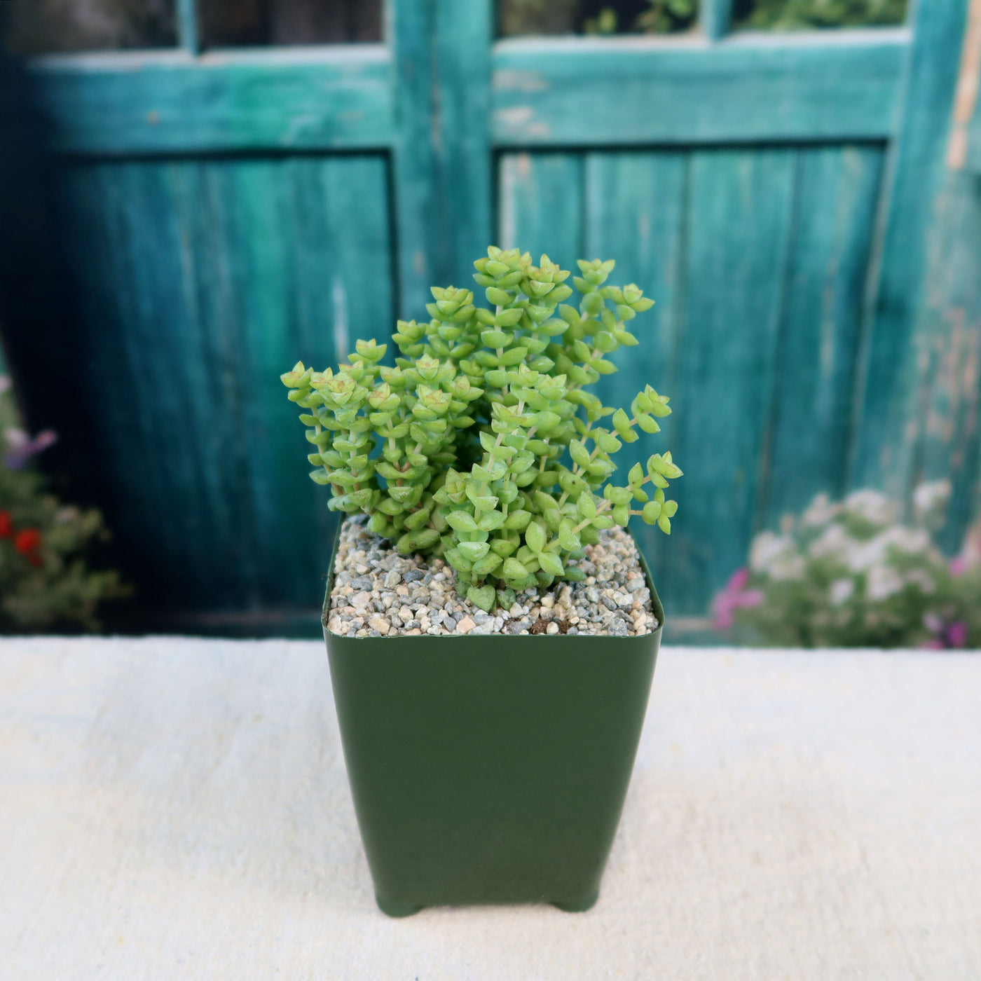 thumb succulent Crassula rupestris – Planet Desert