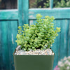Crassula rupestris