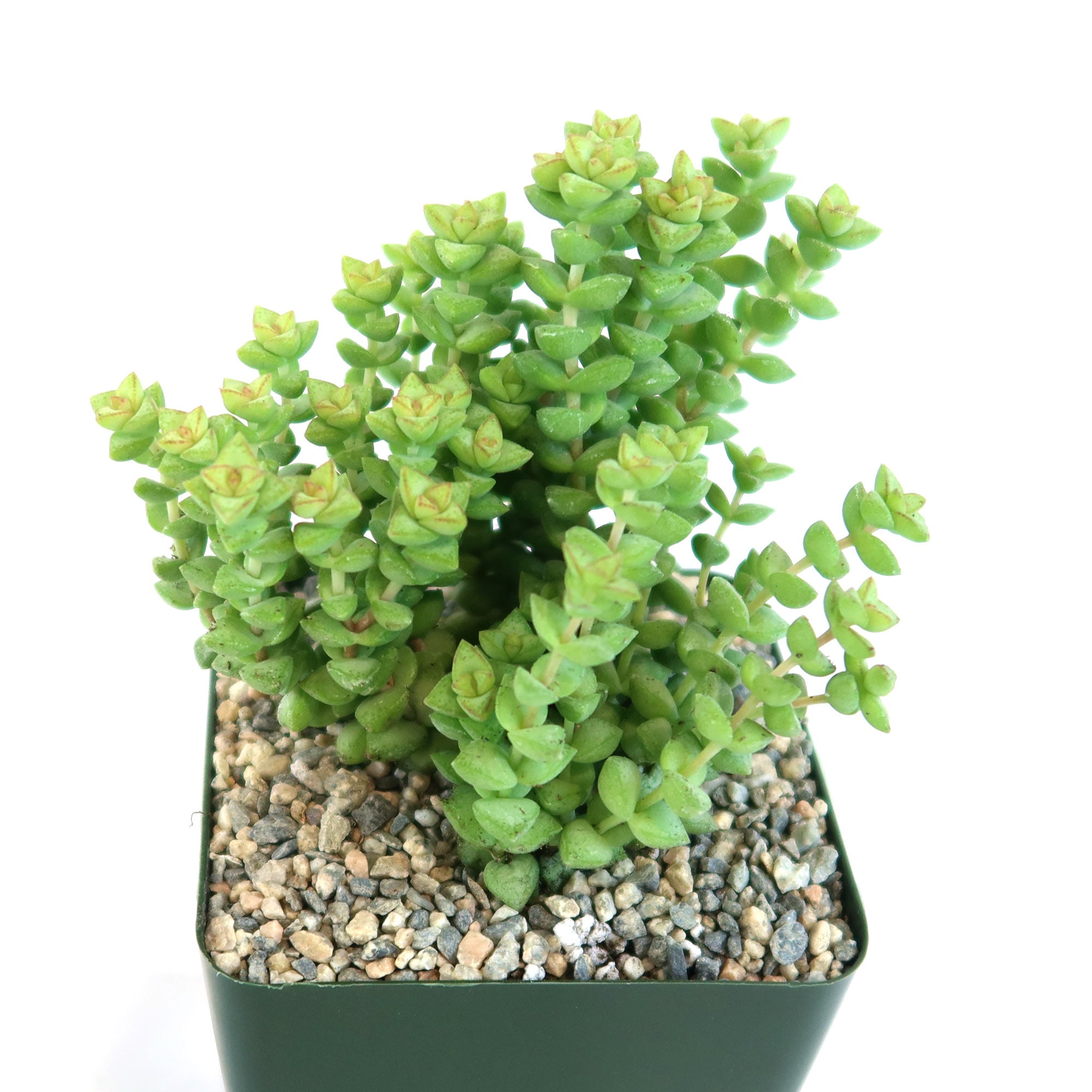 Crassula rupestris