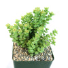 Crassula rupestris