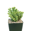 Crassula rupestris