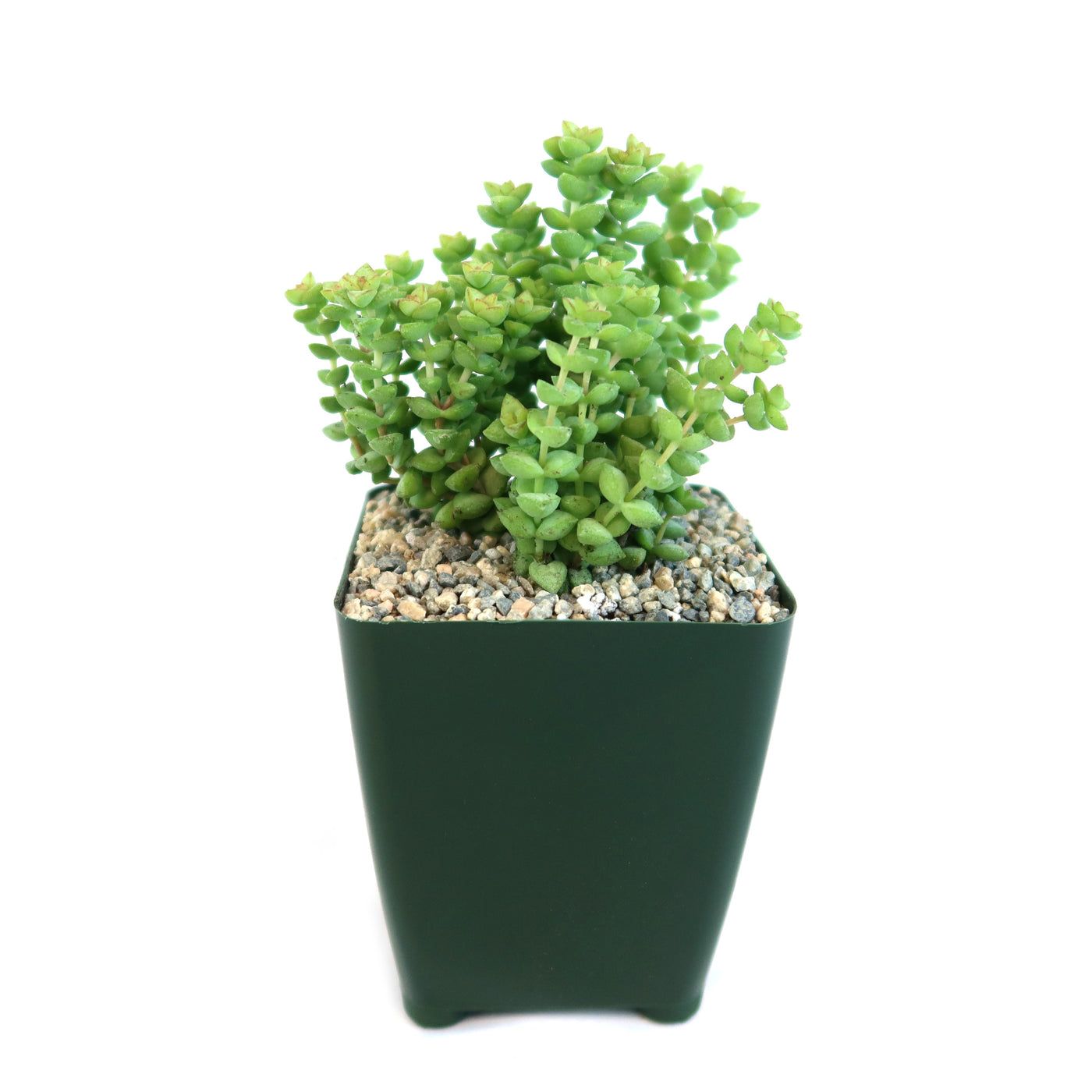 crassula rupestris succulent Crassula rupestris – Planet Desert