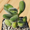 Crassula congesta