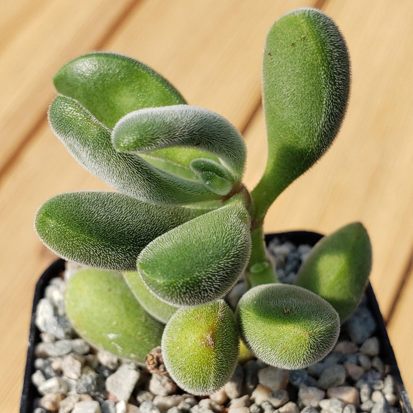 succulent that looks like green beans Shop For Crassula Congesta Succulent | Green Beans