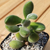 Crassula congesta