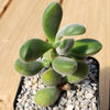 Crassula congesta