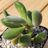 Crassula congesta