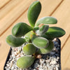 Crassula congesta