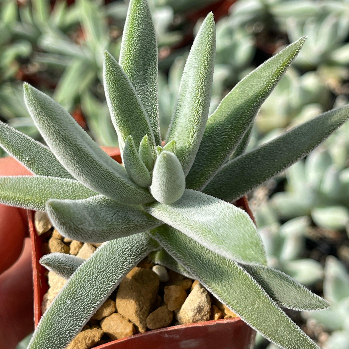 crassula mesembryanthemoides succulent Crassula Mesembryanthemoides