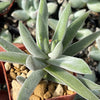 Crassula Mesembryanthemoides