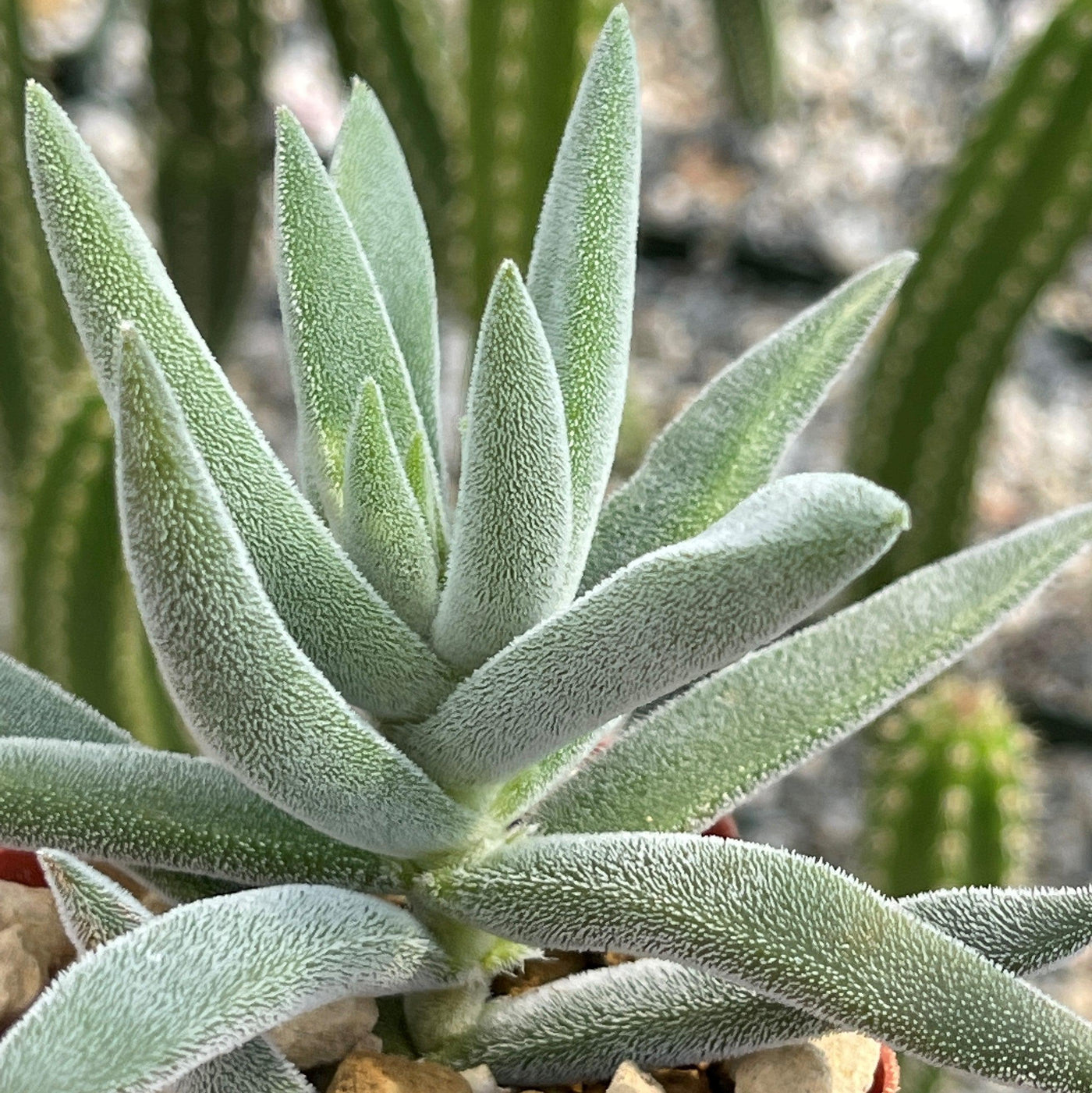 crassula mesembryanthemoides succulent Crassula Mesembryanthemoides Indoor Plants
