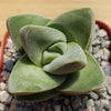 Crassula Moonglow