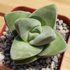 Crassula Moonglow