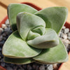 Crassula Moonglow