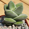 Crassula Moonglow