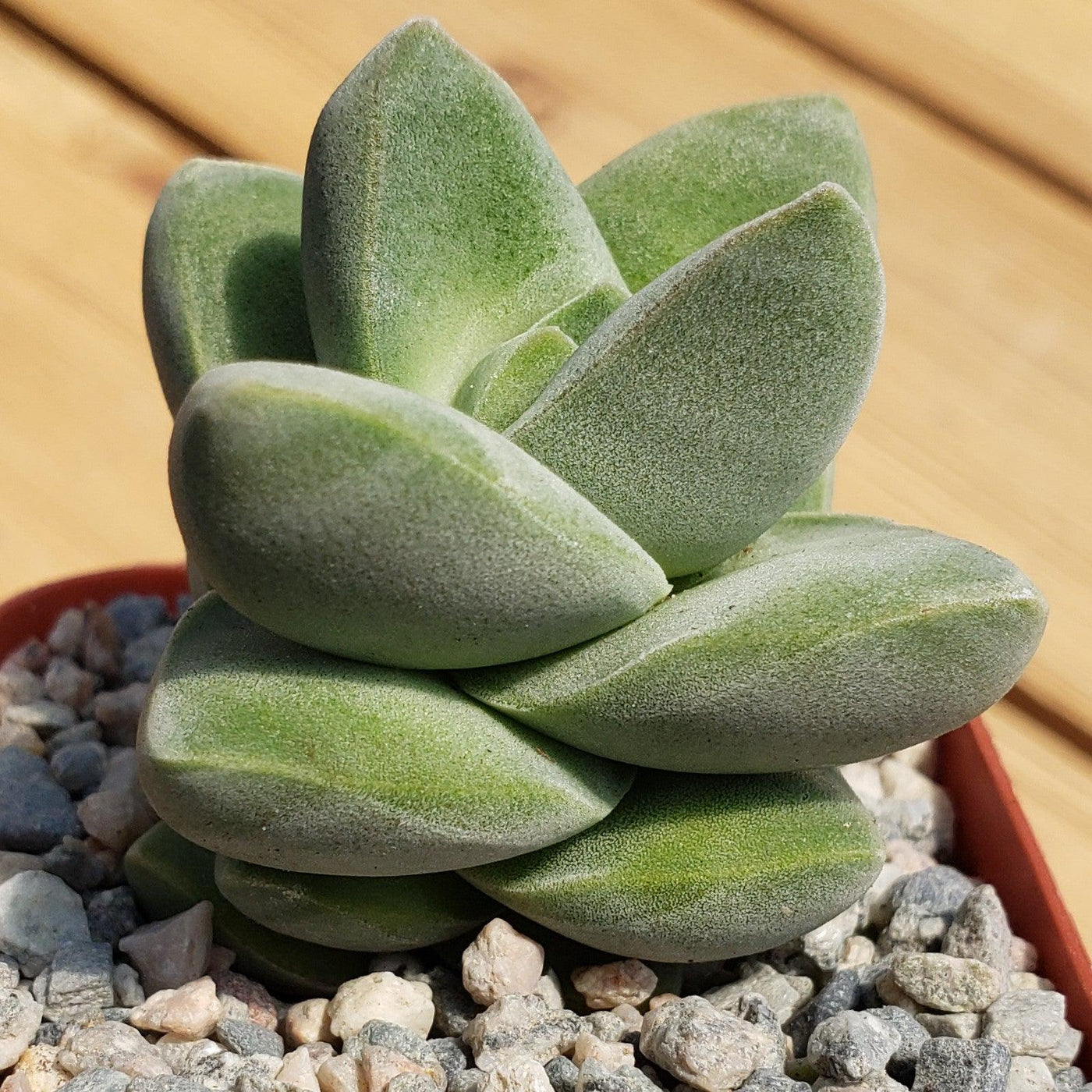 succulent moonglow Crassula Moonglow 4" Pot