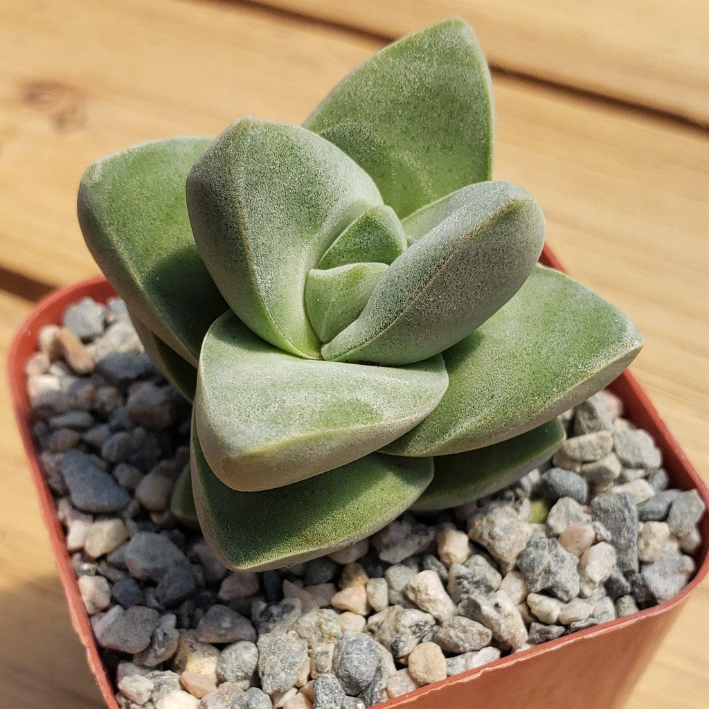 Crassula Moonglow
