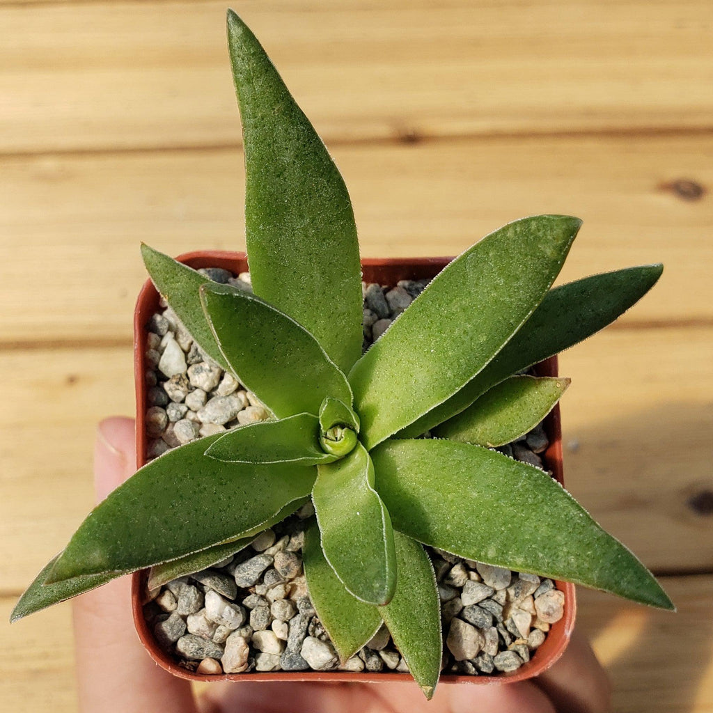 Crassula Corymbulosa “Shark Tooth"