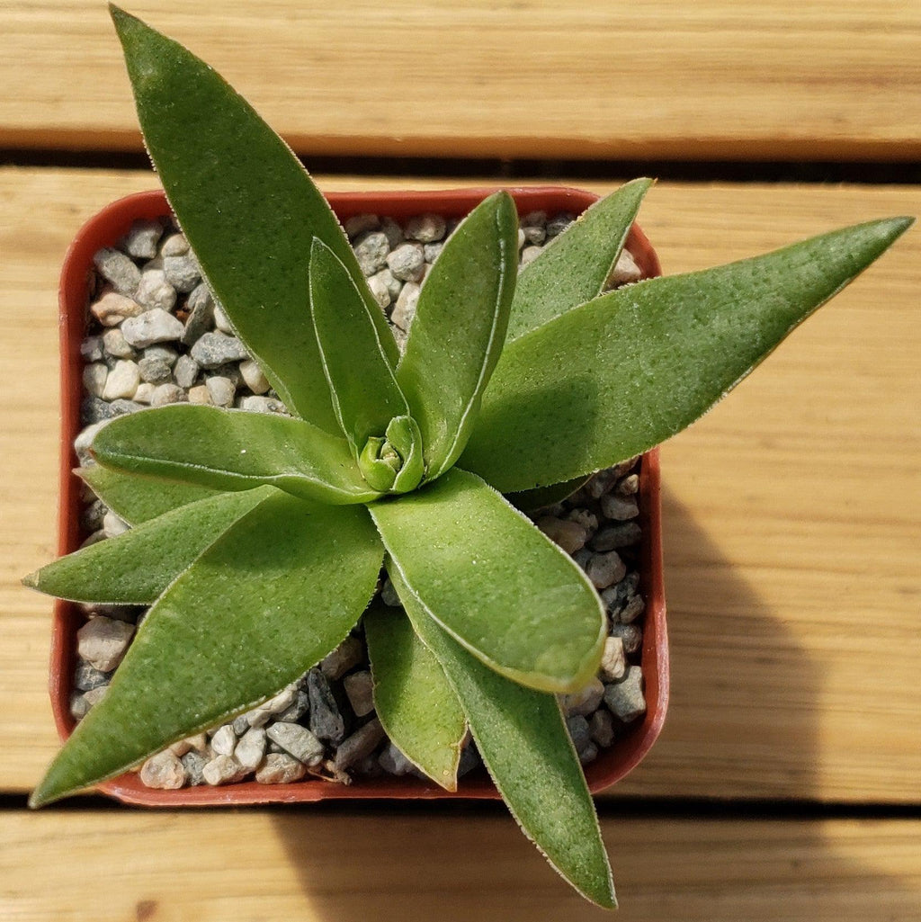 Crassula Corymbulosa “Shark Tooth"