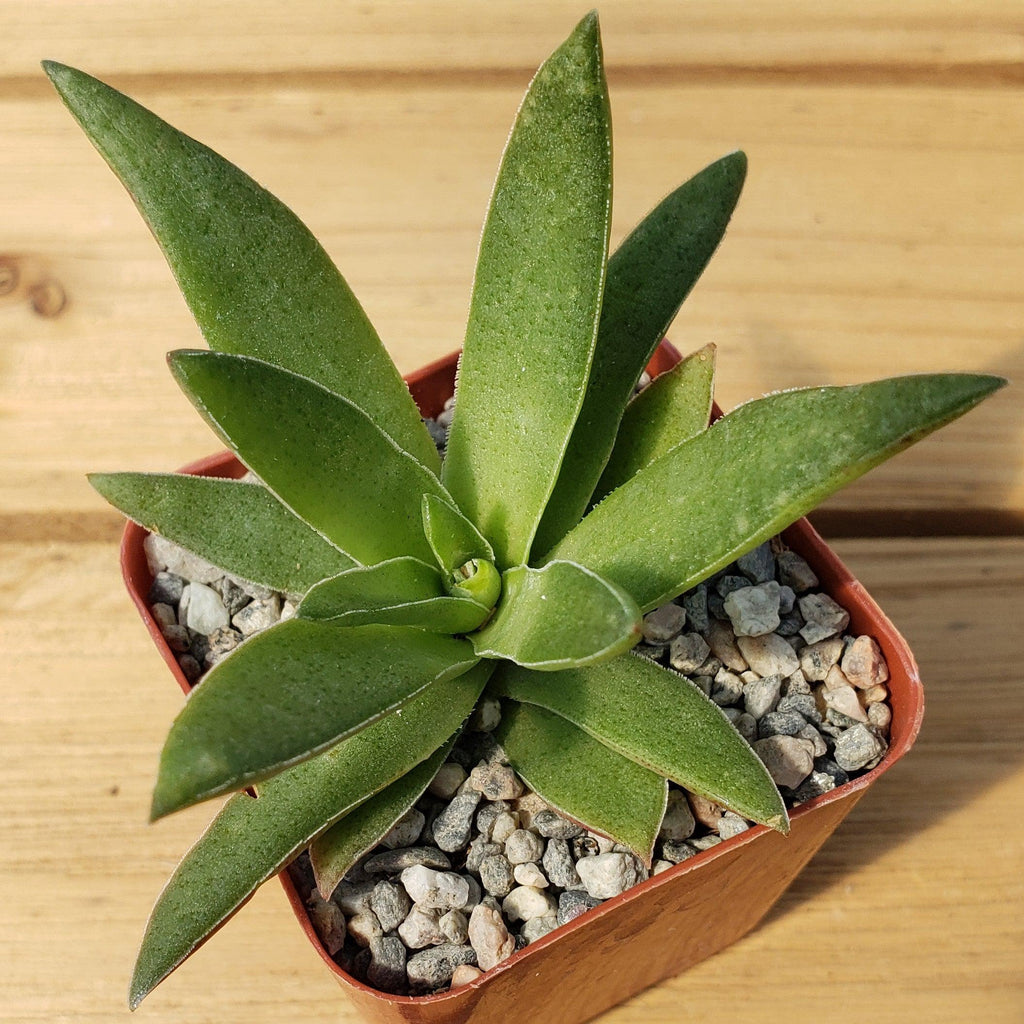 Crassula Corymbulosa “Shark Tooth"