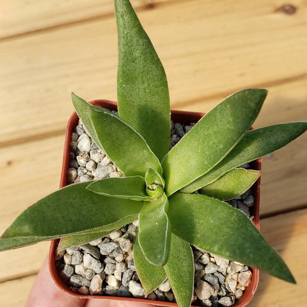 Crassula Corymbulosa “Shark Tooth"