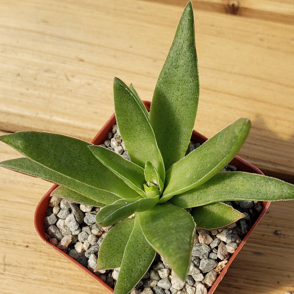 Crassula Corymbulosa “Shark Tooth"