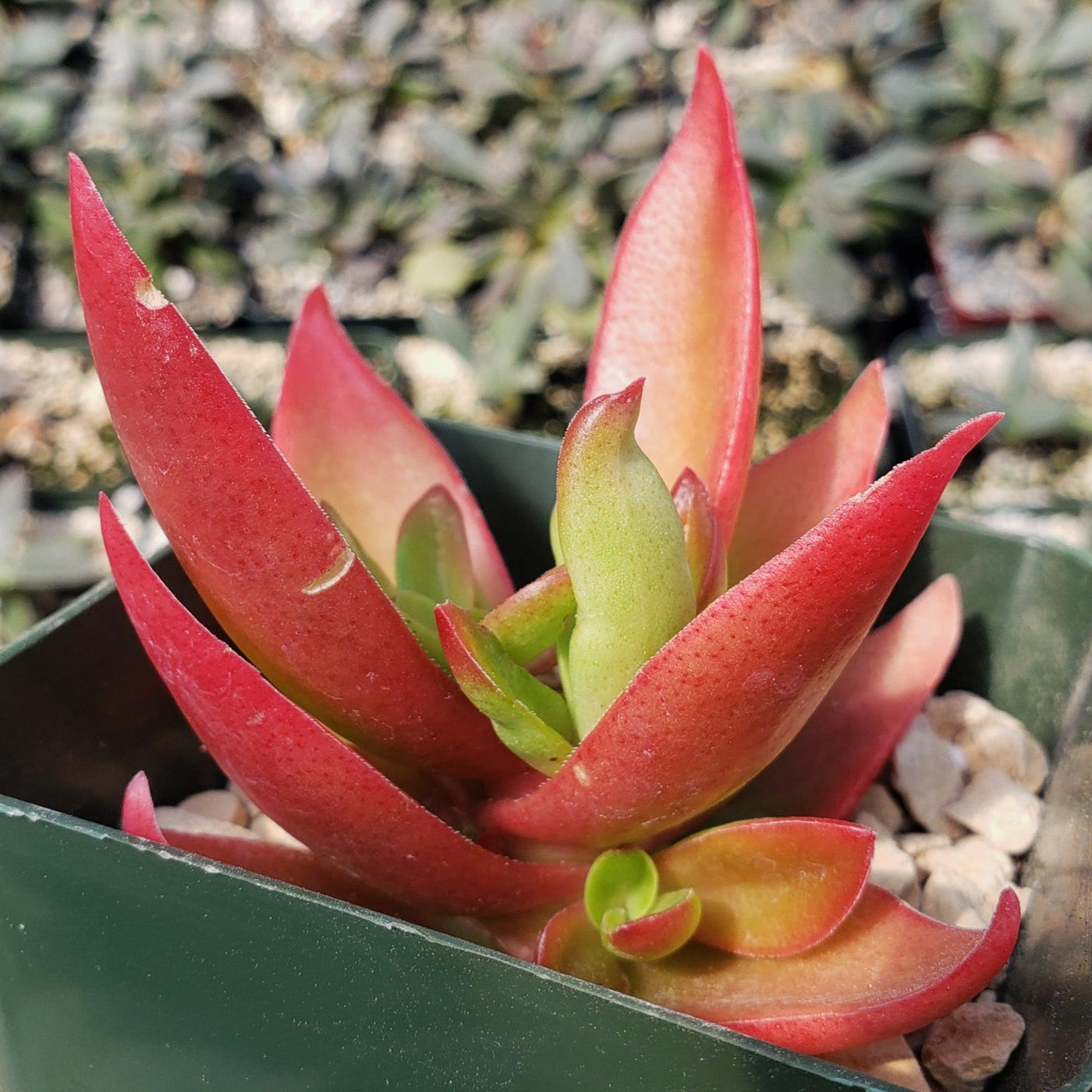 shark tooth succulent indoor Crassula Corymbulosa “Shark Tooth" |- Buy at Planet Desert