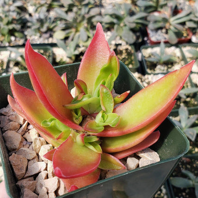 tube looking succulent Crassula Corymbulosa “Shark Tooth" |- Buy at Planet Desert