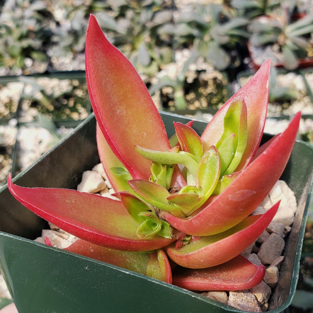 Crassula Corymbulosa “Shark Tooth"