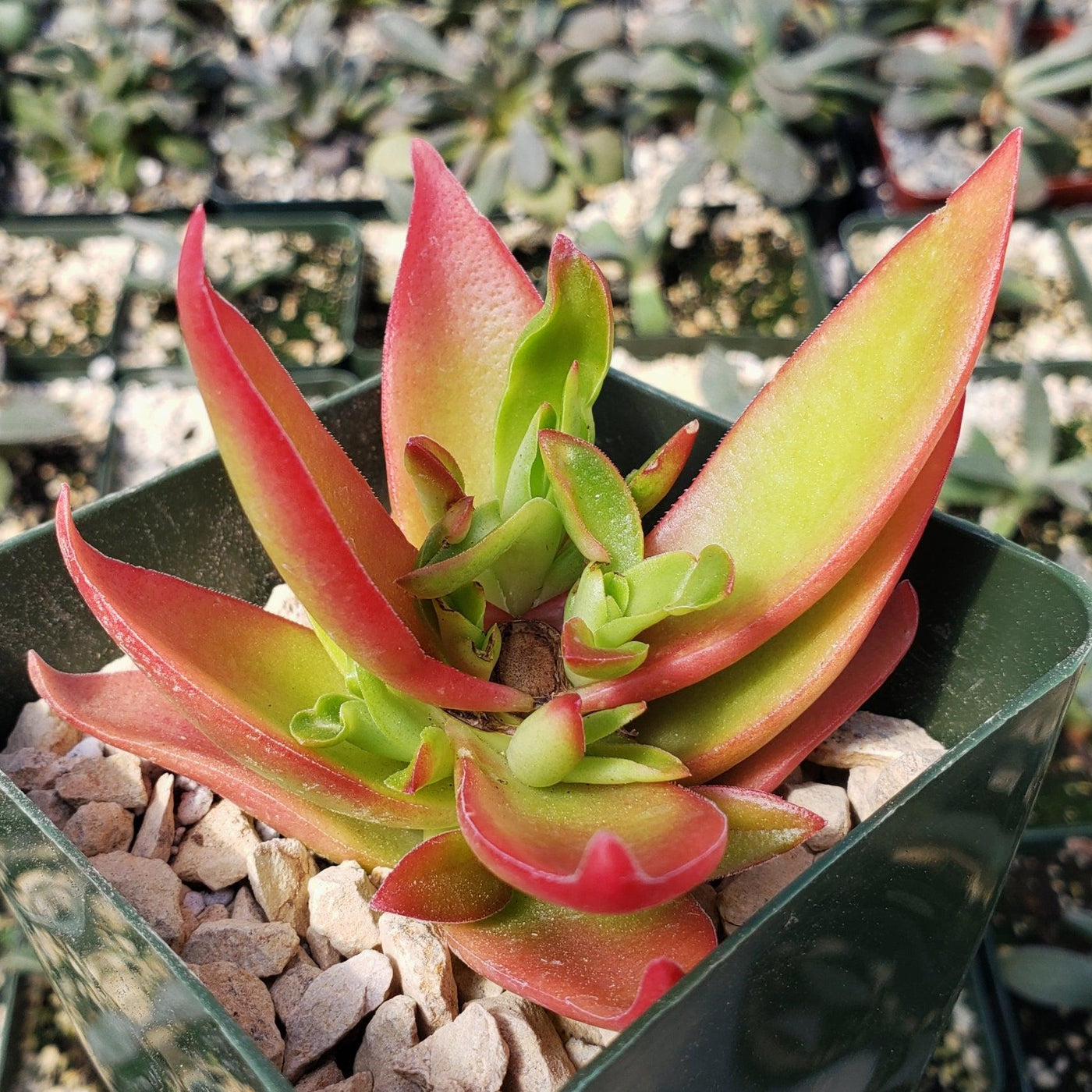tooth succulent Crassula Corymbulosa “Shark Tooth" |- Buy at Planet Desert