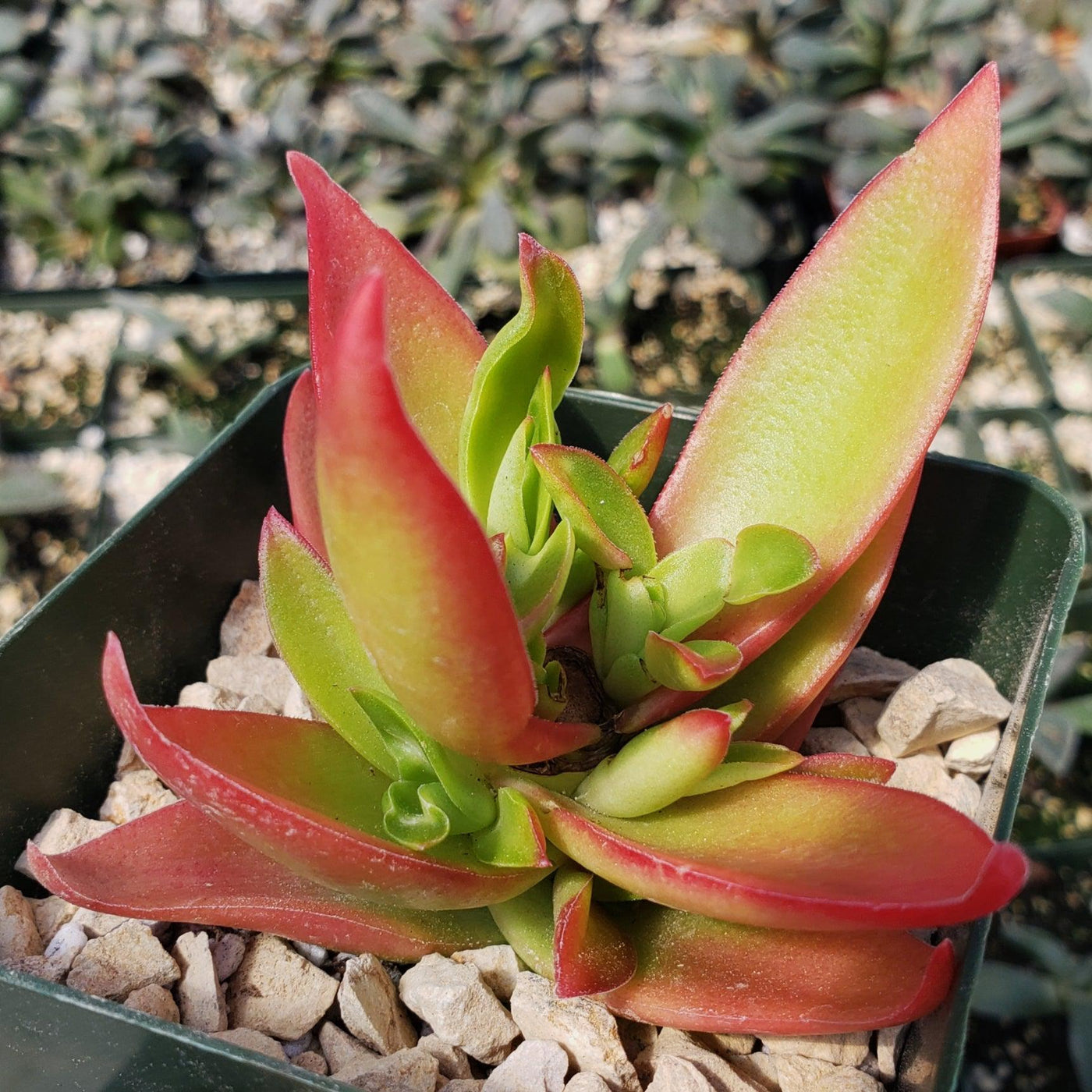 shark tooth succulent propagation Crassula Corymbulosa “Shark Tooth" |- Buy at Planet Desert