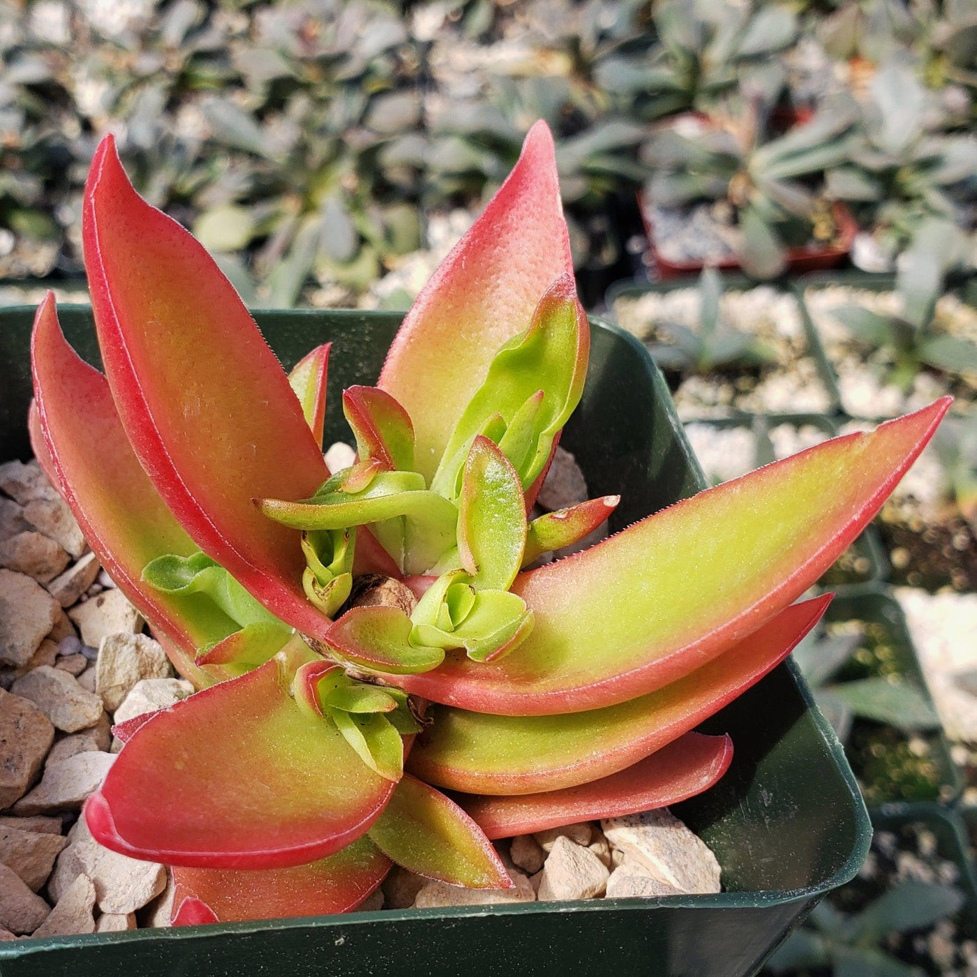 red pointy succulent Crassula Corymbulosa “Shark Tooth" |- Buy at Planet Desert