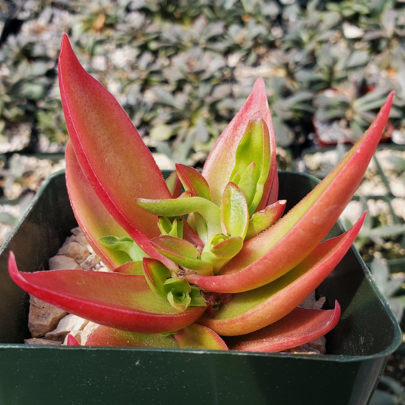 red pagoda shark tooth succulent Crassula Corymbulosa “Shark Tooth" |- Buy at Planet Desert