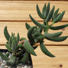 Crassula mesembryanthemoides hispida